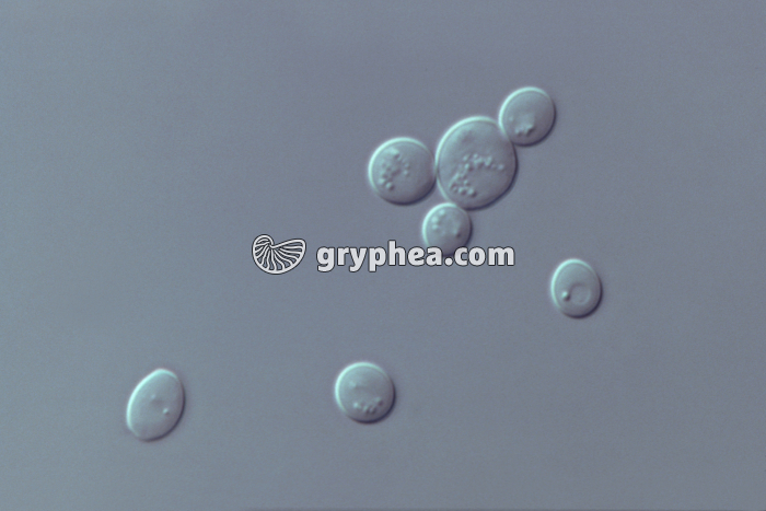 Cellules de levure de boulanger (Saccharomyces cerevisiae sauvage) x400 - gryphea.org